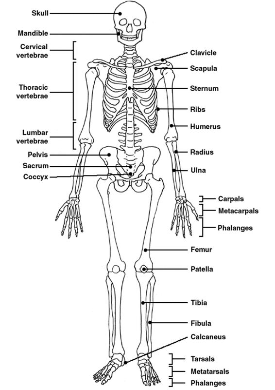 The Skeleton - The Skeletal System